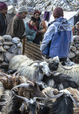 Ladakh 20