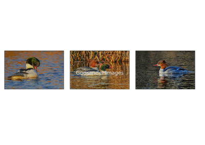 16.92 Goosander-Images