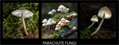 18.63 Parachute-Fungi