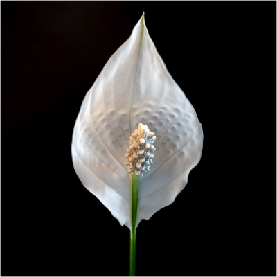 17.63 Peace-Lily-centre