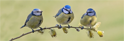 18.67 Blue-Tits