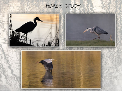 heron-study 17.77