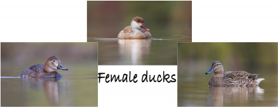 Female-ducksPeter Rogers CupPDI Three of a Kind