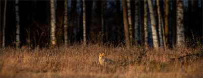 Fox in Autumn Habitat (12)
