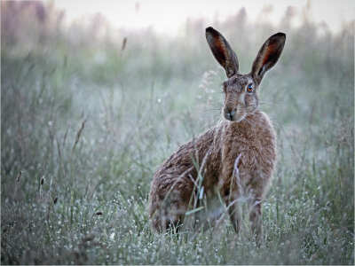 Early morning Hare -12
