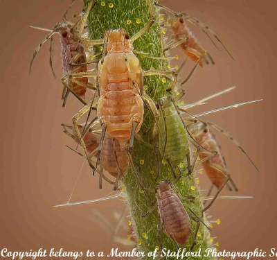 Aphids-with-Eggs