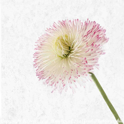 Bellis-NO-1