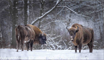 European-Bison-Licking-Snow15