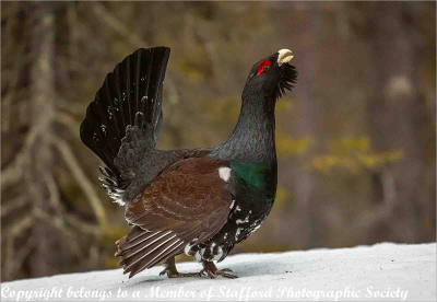 Capercaillie-Patrolling-Territory