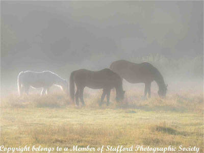 Early-Morning-Mist-13