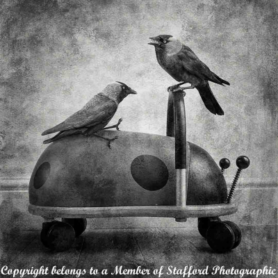 Jackdaws-having-fun-mono