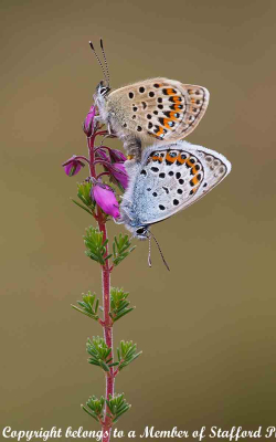 Silver-Studded-Blue-Butterflies