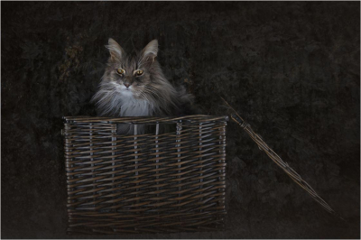 Cat-basket