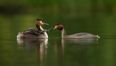Great-Crested-Grebe-Chick-Taking-Damselfly-From-Parent -13