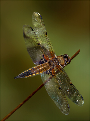 3-Four-Spotted-Chaser 15